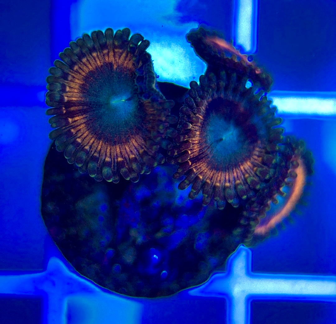 Aquacultured Zoanthids/Playthoa AZP050305 WYSIWYG
