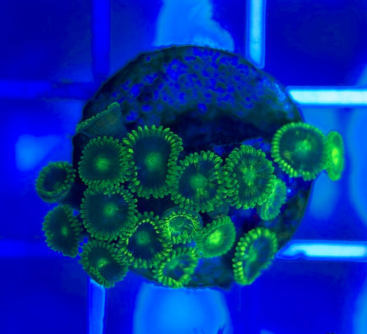 Aquacultured Zoanthids/Playthoa AZP050306 WYSIWYG