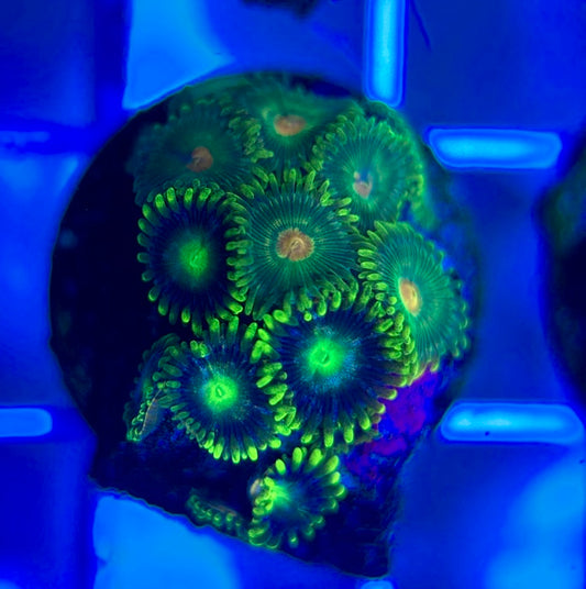 Aquacultured Zoanthids/Playthoa AZP050307 WYSIWYG