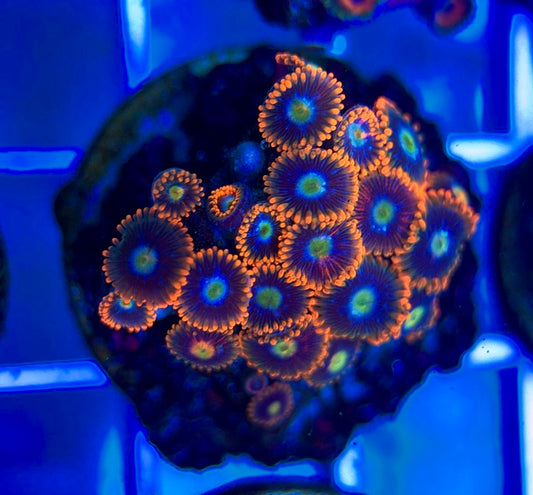 Aquacultured Zoanthids/Playthoa AZP050308 WYSIWYG