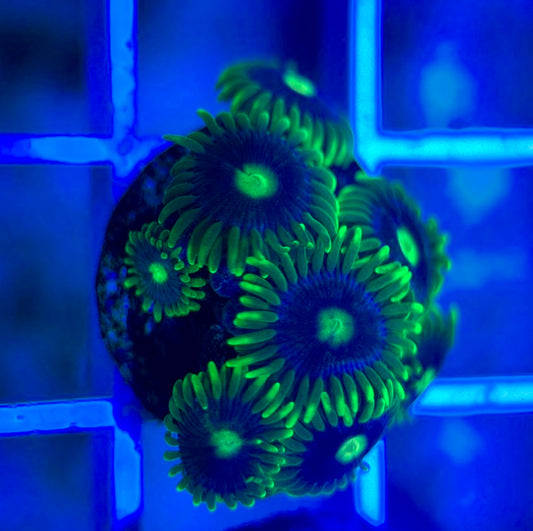 Aquacultured Zoanthids/Playthoa AZP050310 WYSIWYG