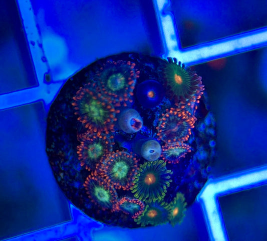 Aquacultured Zoanthids/Playthoa AZP050311 WYSIWYG
