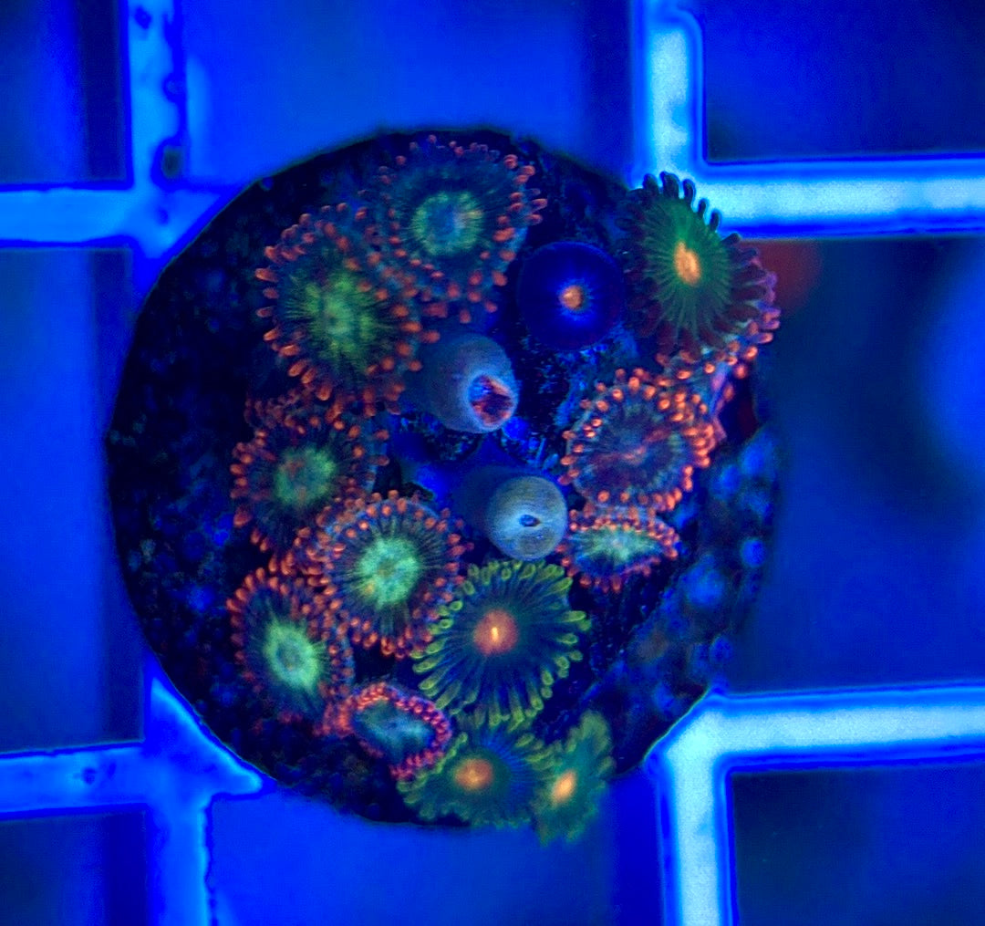 Aquacultured Zoanthids/Playthoa AZP050311 WYSIWYG