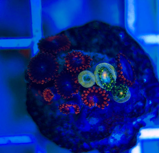 Aquacultured Zoanthids/Playthoa AZP050312 WYSIWYG