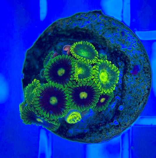 Aquacultured Zoanthids/Playthoa AZP050301 WYSIWYG
