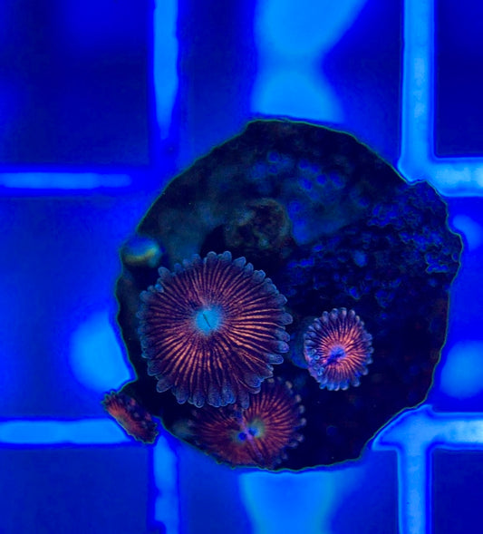 Aquacultured Zoanthids/Playthoa AZP050302 WYSIWYG