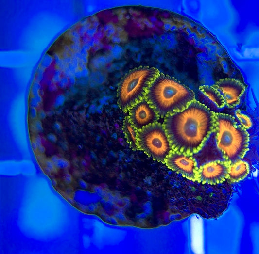 Aquacultured Zoanthids/Playthoa AZP050303 WYSIWYG