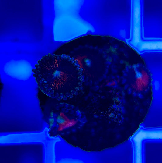Aquacultured Zoanthids/Playthoa AZP050304 WYSIWYG