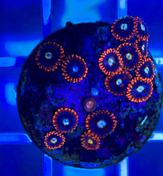 Aquacultured Zoanthids/Playthoa AZP050305 WYSIWYG
