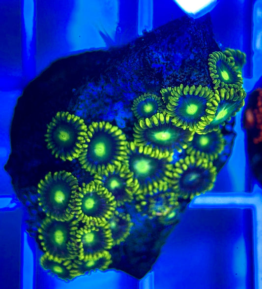 Aquacultured Zoanthids/Playthoa AZP050306 WYSIWYG