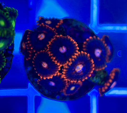 Aquacultured Zoanthids/Playthoa AZP050307 WYSIWYG