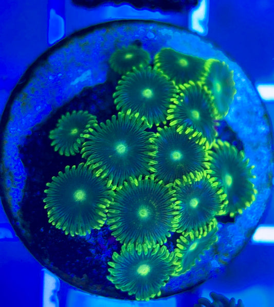 Aquacultured Zoanthids/Playthoa AZP050308 WYSIWYG