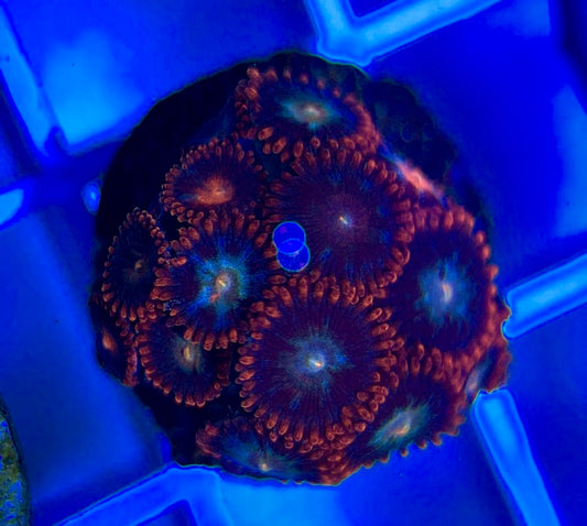 Aquacultured Zoanthids/Playthoa AZP050309 WYSIWYG