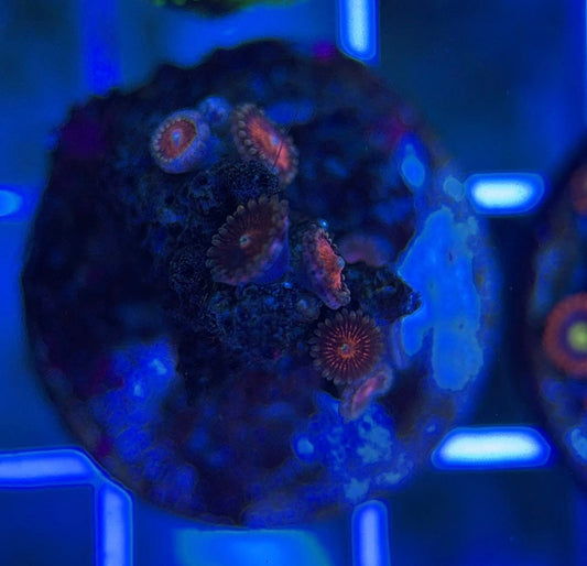 Aquacultured Zoanthids/Playthoa AZP050310 WYSIWYG