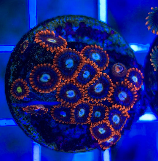 Aquacultured Zoanthids/Playthoa AZP050311 WYSIWYG