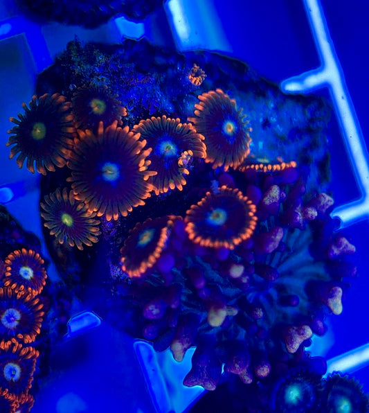 Aquacultured Zoanthids/Playthoa AZP050312 WYSIWYG