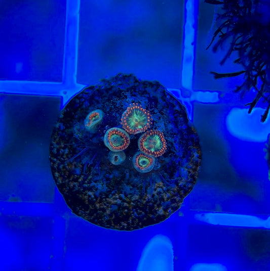 Aquacultured Zoanthids/Playthoa AZP050302 WYSIWYG
