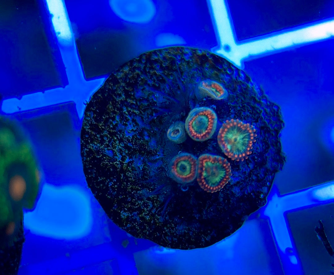 Aquacultured Zoanthids/Playthoa AZP050302 WYSIWYG