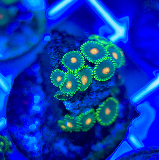 Aquacultured Zoanthids/Playthoa AZP050303 WYSIWYG
