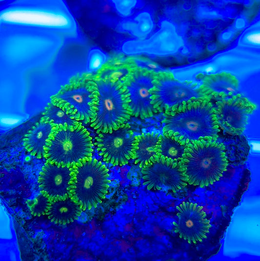 Aquacultured Zoanthids/Playthoa AZP050304 WYSIWYG