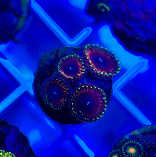 Aquacultured Zoanthids/Playthoa AZP050305 WYSIWYG