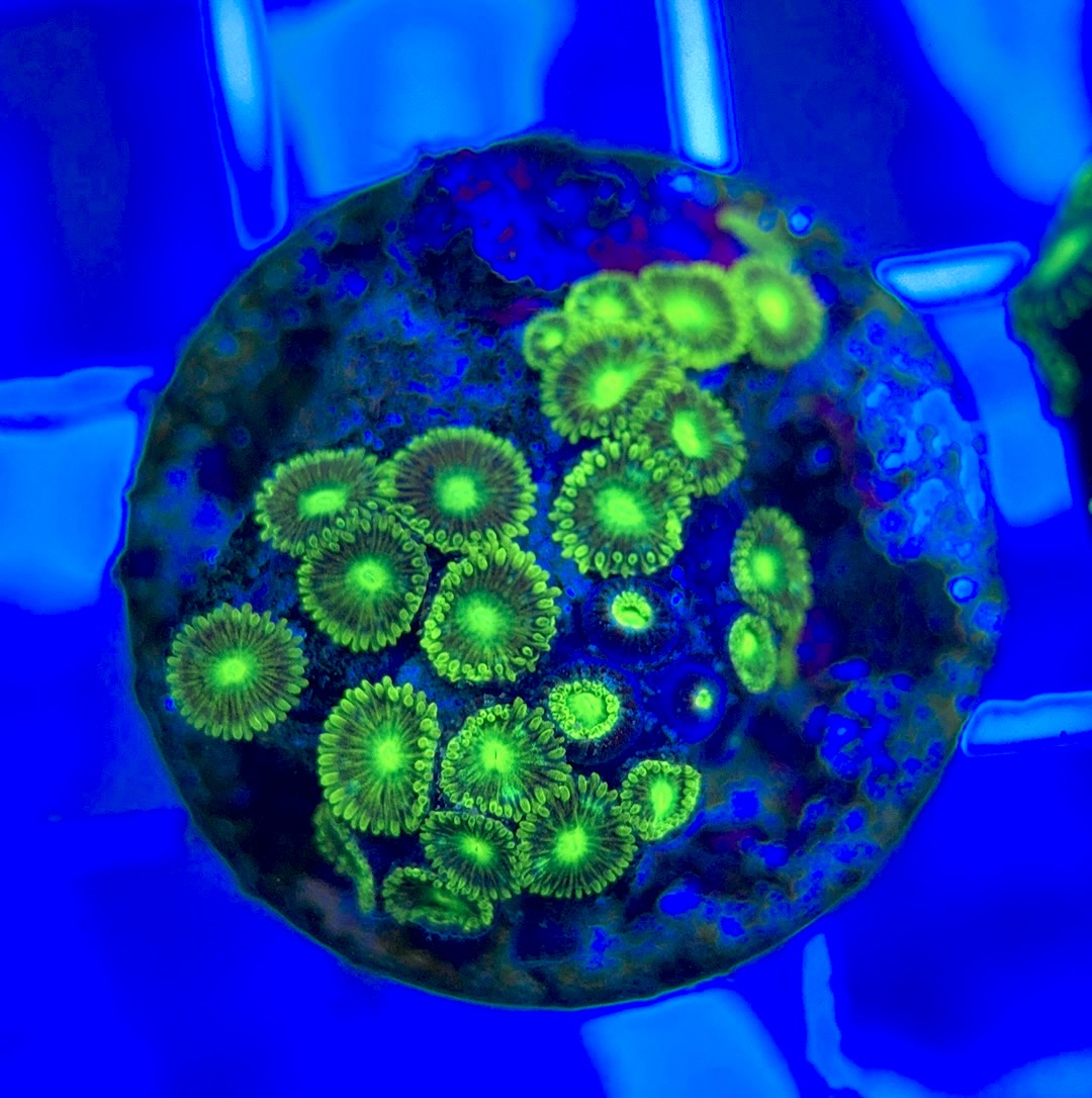 Aquacultured Zoanthids/Playthoa AZP050306 WYSIWYG