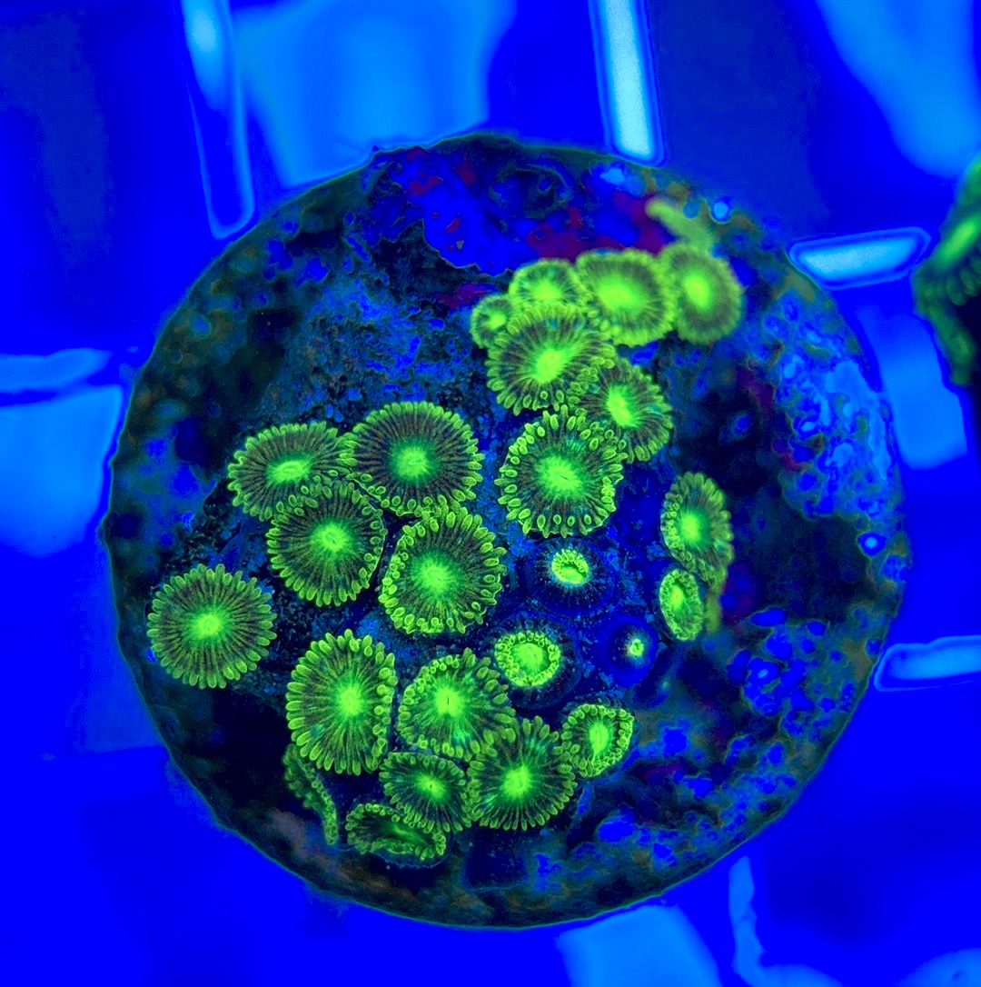 Aquacultured Zoanthids/Playthoa AZP050306 WYSIWYG