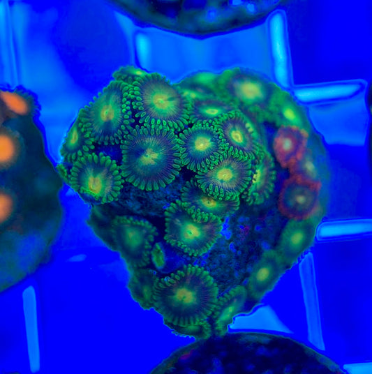 Aquacultured Zoanthids/Playthoa AZP050307 WYSIWYG