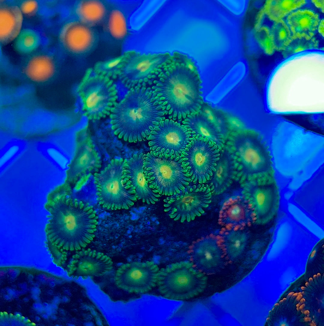 Aquacultured Zoanthids/Playthoa AZP050307 WYSIWYG