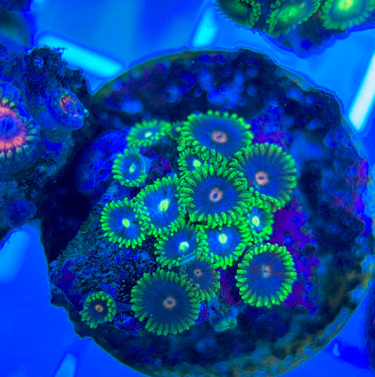 Aquacultured Zoanthids/Playthoa AZP050308 WYSIWYG
