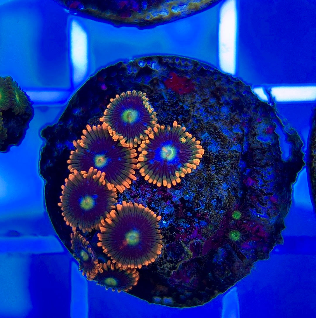 Aquacultured Zoanthids/Playthoa AZP050309 WYSIWYG