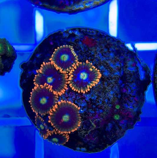 Aquacultured Zoanthids/Playthoa AZP050309 WYSIWYG