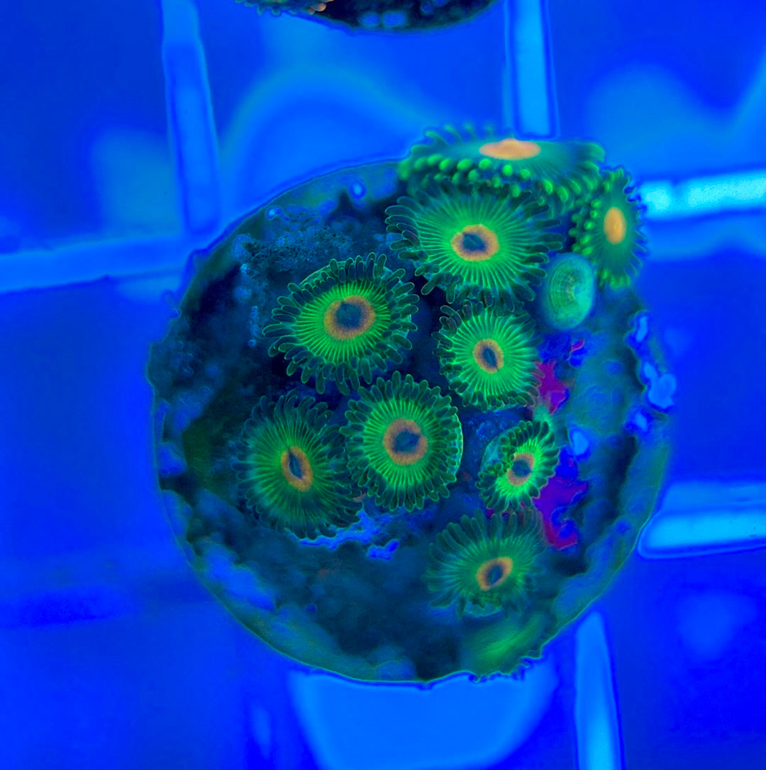 Aquacultured Zoanthids/Playthoa AZP050310 WYSIWYG