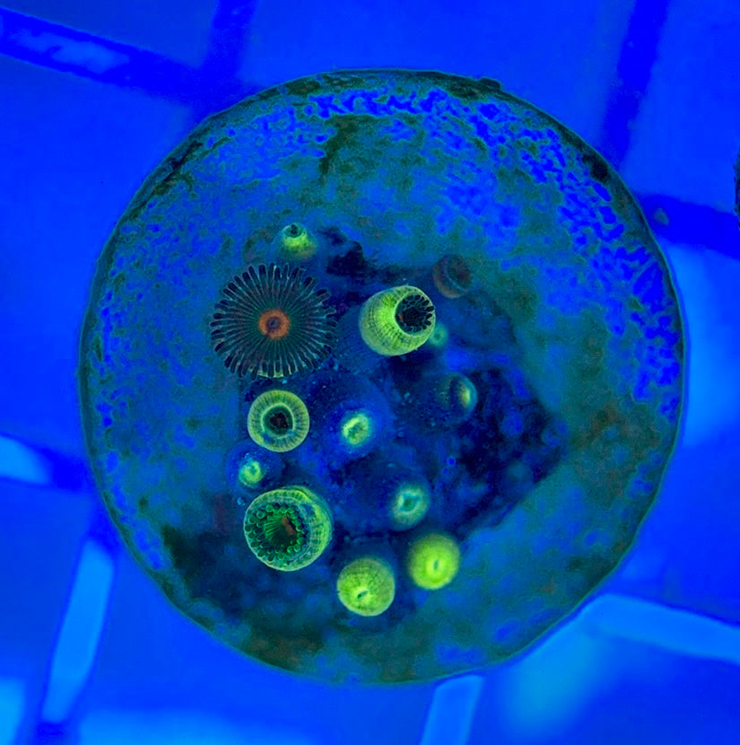 Aquacultured Zoanthids/Playthoa AZP050311 WYSIWYG