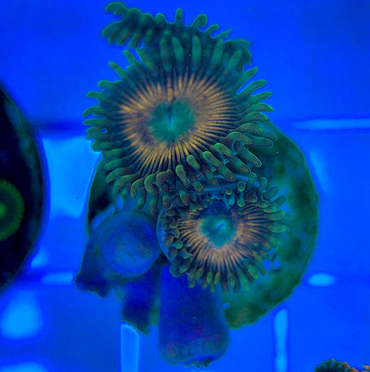 Aquacultured Zoanthids/Playthoa AZP050312 WYSIWYG