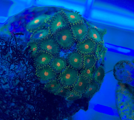 Aquacultured Zoanthids/Playthoa AZP050301 WYSIWYG