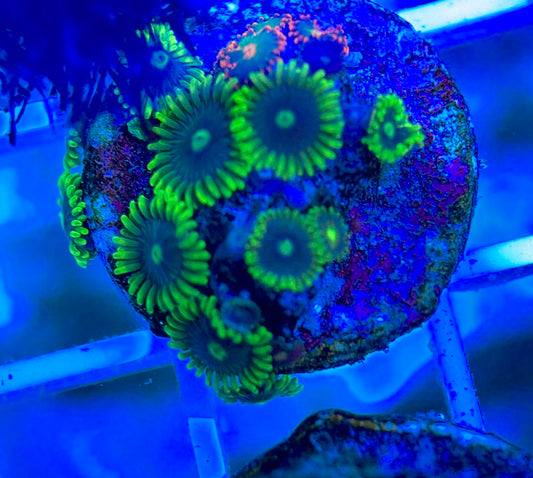 Aquacultured Zoanthids/Playthoa AZP050302 WYSIWYG
