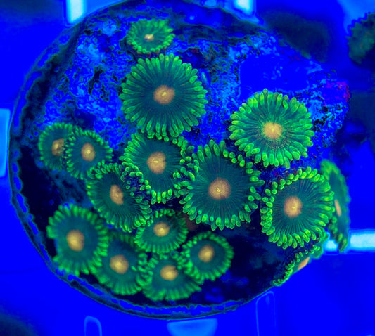 Aquacultured Zoanthids/Playthoa AZP050303 WYSIWYG
