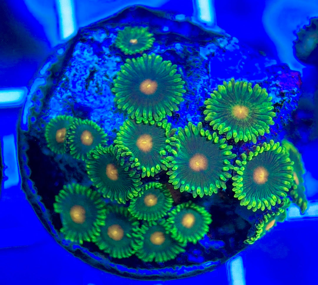 Aquacultured Zoanthids/Playthoa AZP050303 WYSIWYG