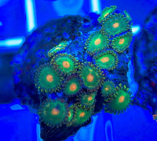 Aquacultured Zoanthids/Playthoa AZP050304 WYSIWYG