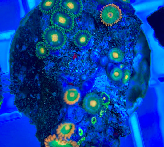 Aquacultured Zoanthids/Playthoa AZP050305 WYSIWYG