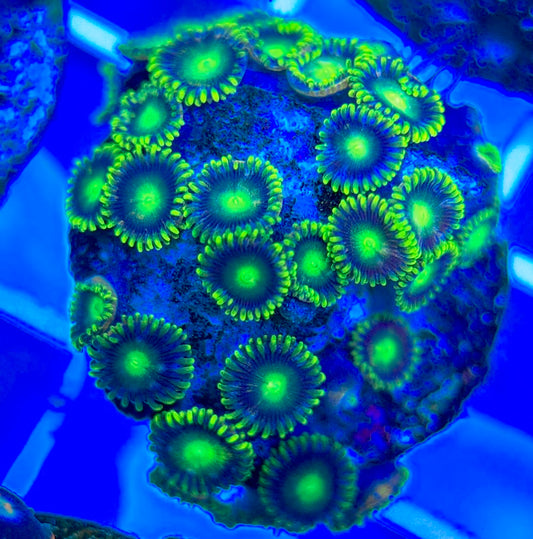 Aquacultured Zoanthids/Playthoa AZP050306 WYSIWYG