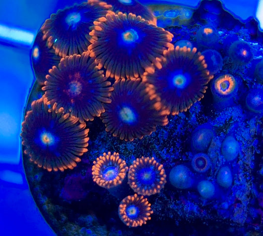 Aquacultured Zoanthids/Playthoa AZP050307 WYSIWYG