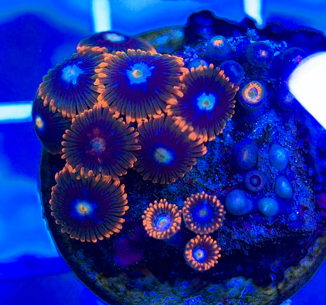 Aquacultured Zoanthids/Playthoa AZP050307 WYSIWYG