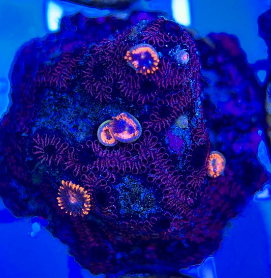Aquacultured Zoanthids/Playthoa AZP050308 WYSIWYG