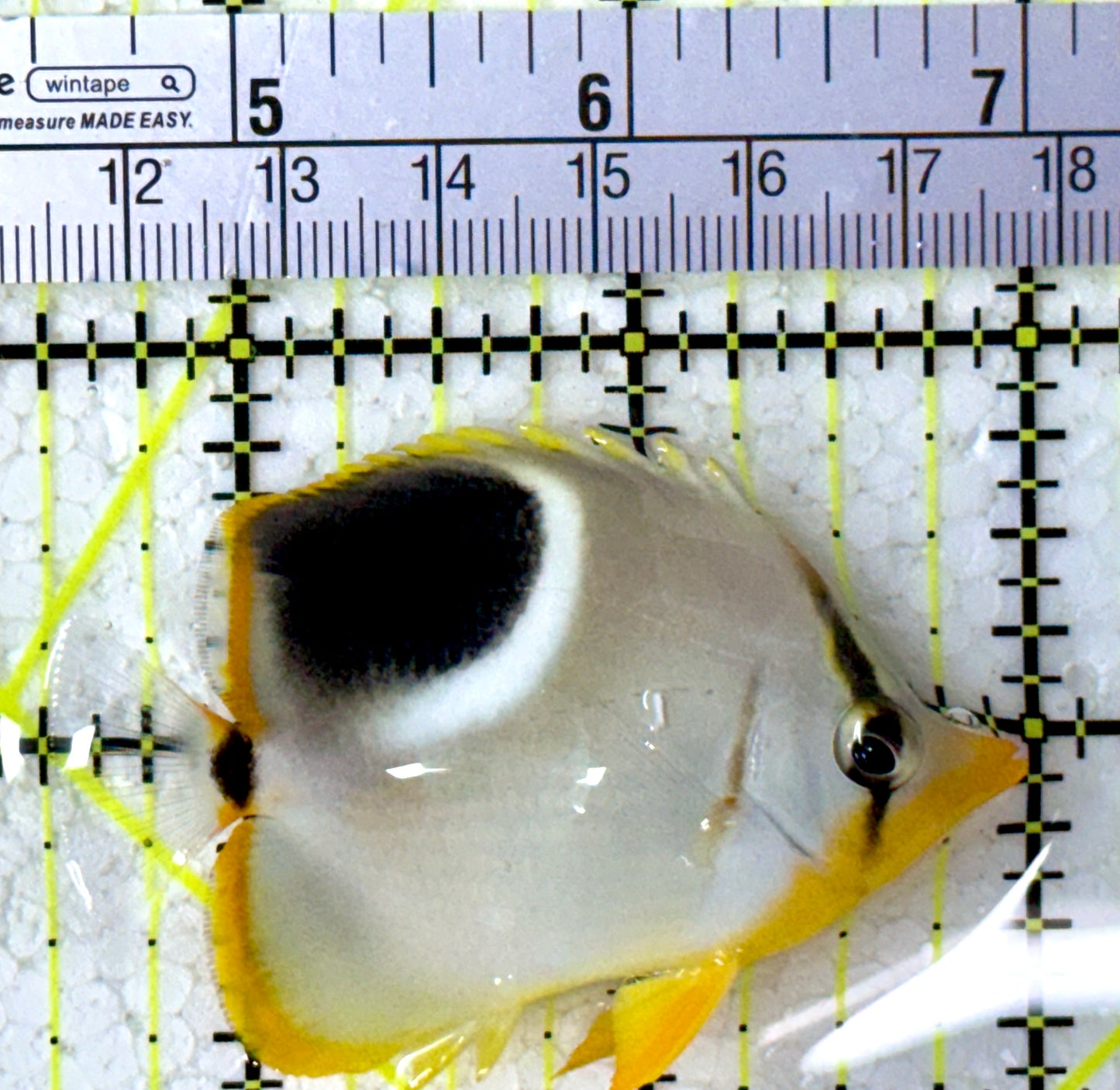 Saddleback Butterflyfish SB123101 WYSIWYG Size: M 2.5"