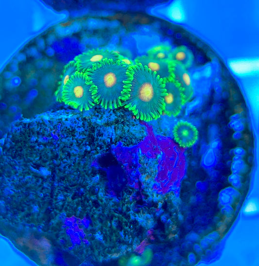 Aquacultured Zoanthids/Playthoa AZP050309 WYSIWYG