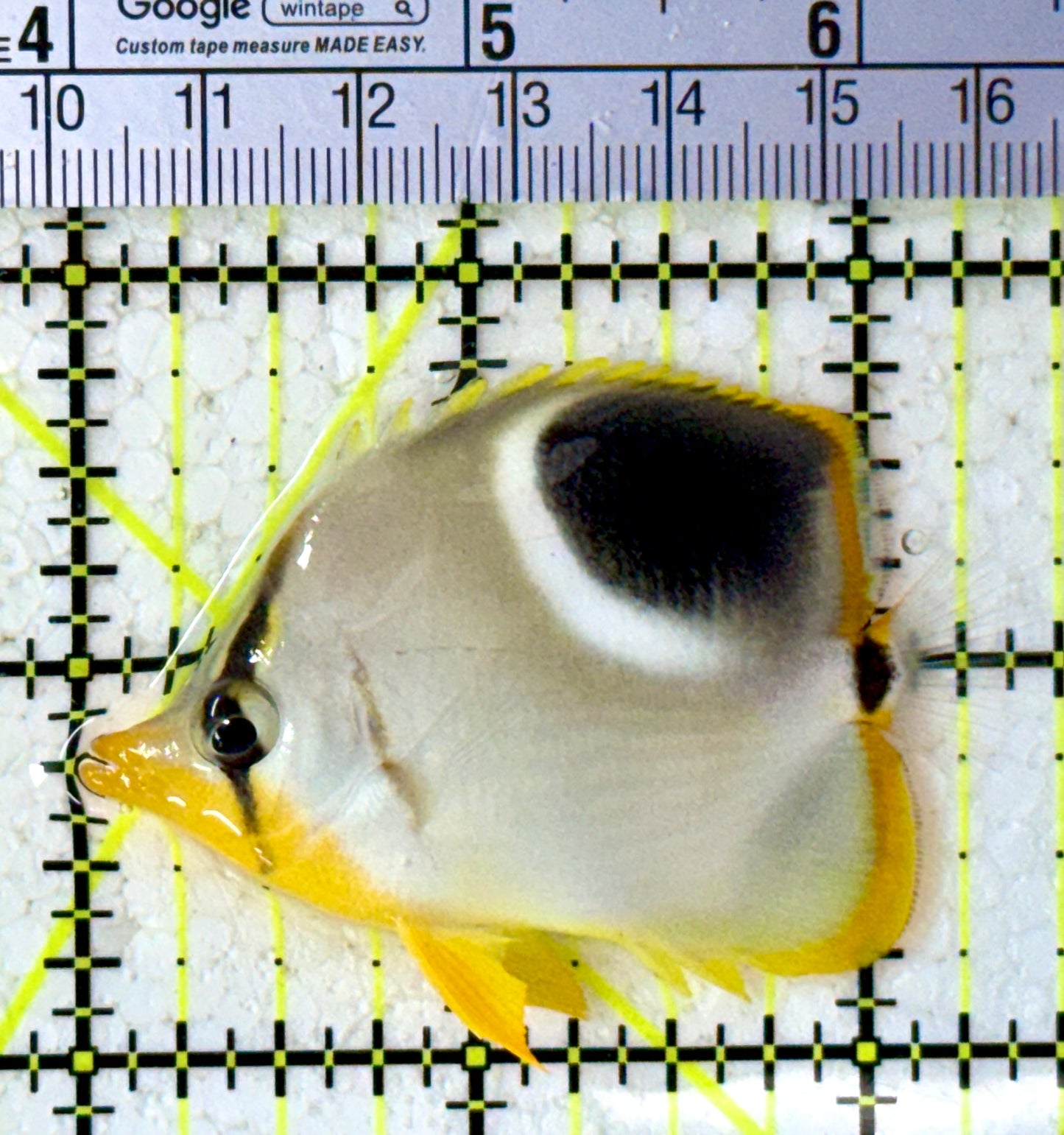 Saddleback Butterflyfish SB123101 WYSIWYG Size: M 2.5"