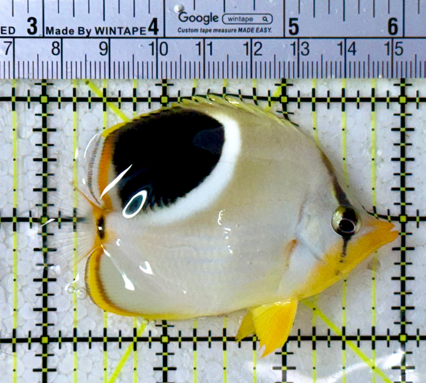 Saddleback Butterflyfish SB123102 WYSIWYG Size: M 3"