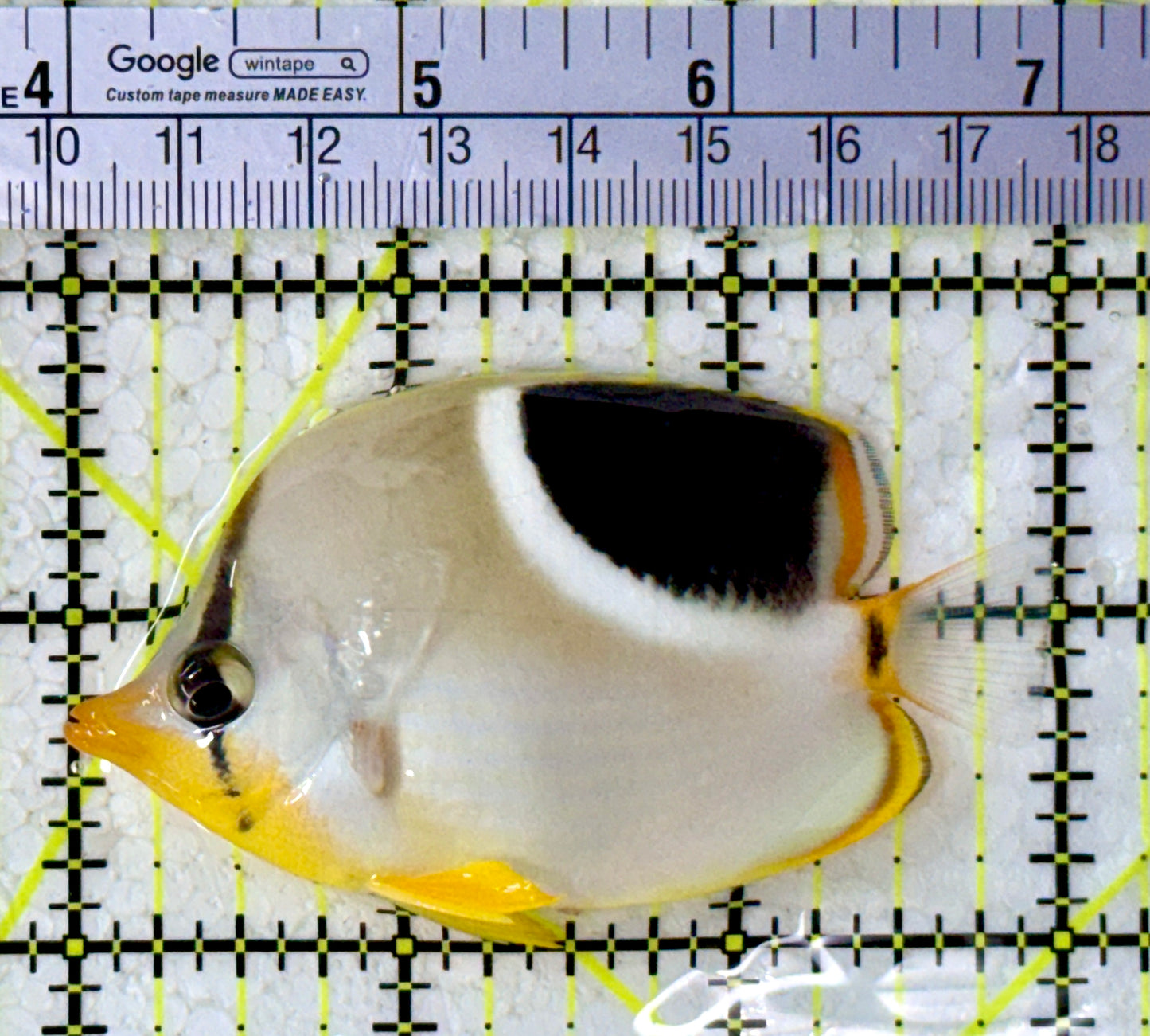 Saddleback Butterflyfish SB123102 WYSIWYG Size: M 3"